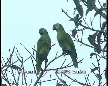 Turquoise-fronted Parrot - ML200845761