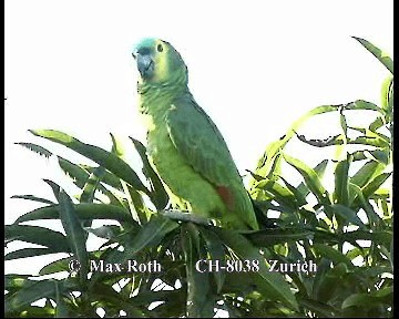 Turquoise-fronted Parrot - ML200845771