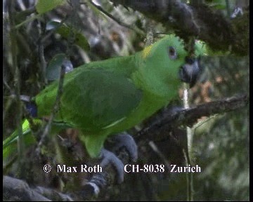 Yellow-naped Parrot - ML200845781