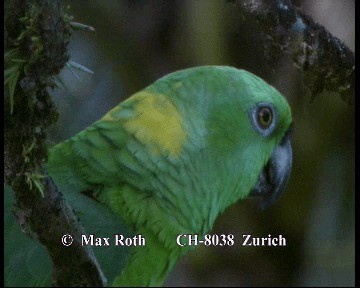 Yellow-naped Parrot - ML200845791
