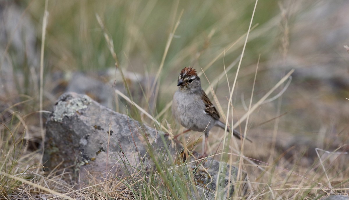 Chipping Sparrow - ML20084611