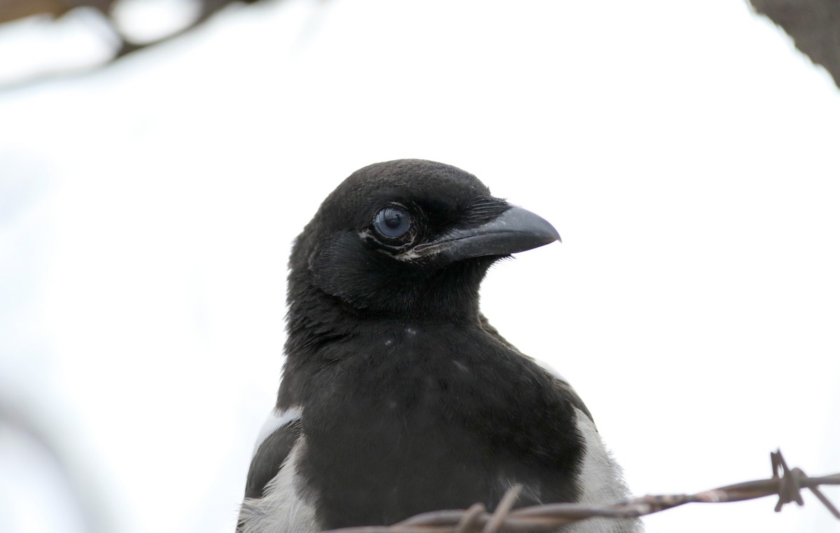 Black-billed Magpie - ML20084621