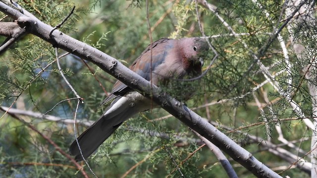 Laughing Dove - ML200846471