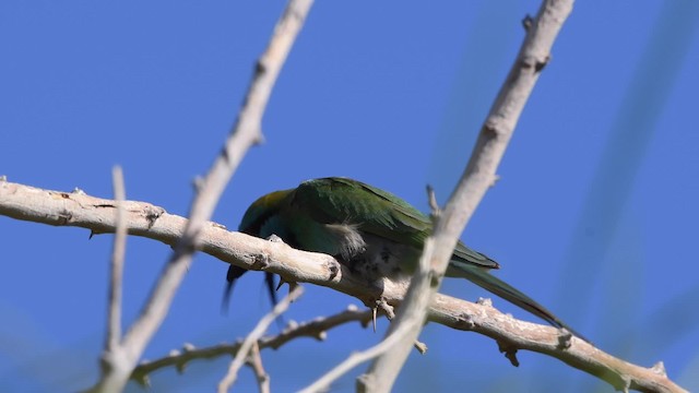 Arabian Green Bee-eater - ML200846621