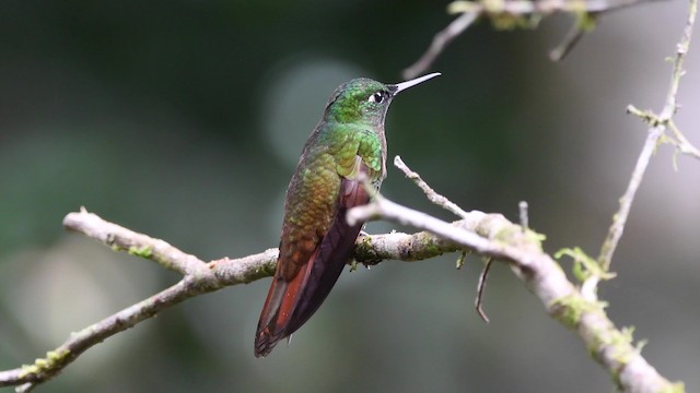 kolibřík brazilský - ML200846711