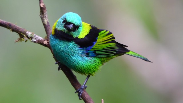 Green-headed Tanager - ML200846751