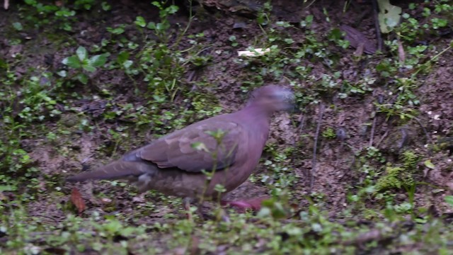 Gray-fronted Dove - ML200846811