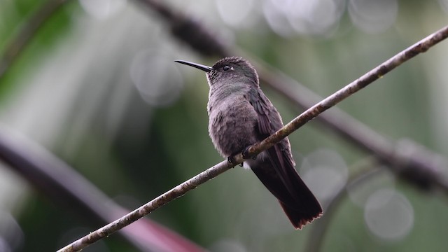 Sombre Hummingbird - ML200846831