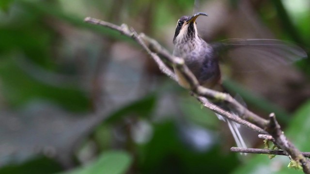 Чешуегорлый колибри-отшельник - ML200846871