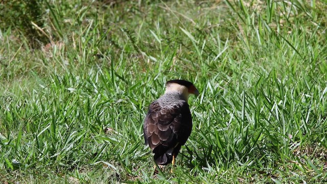 Crested Caracara (Southern) - ML200846961