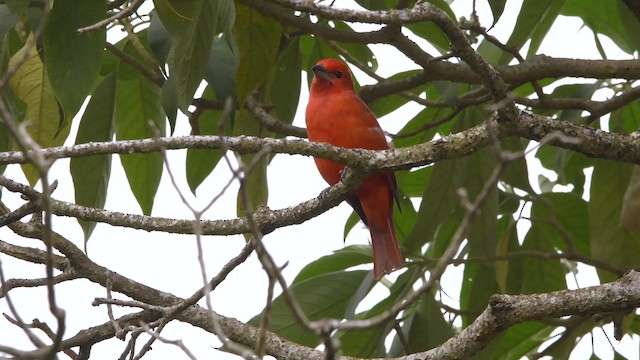 Hepatic Tanager (Lowland) - ML200846981