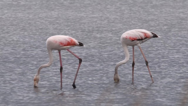 Greater Flamingo - ML200847221