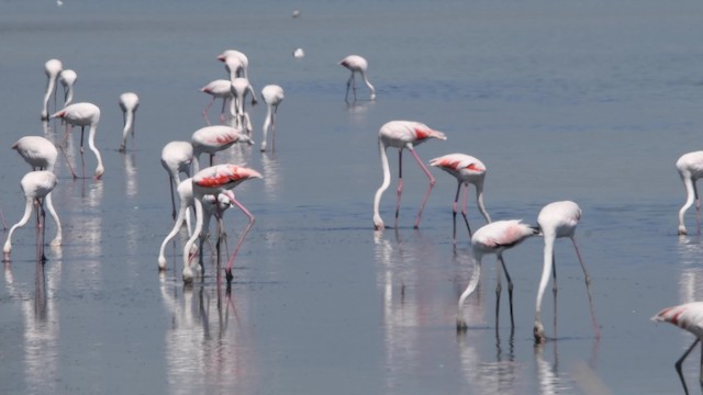 Greater Flamingo - ML200847231