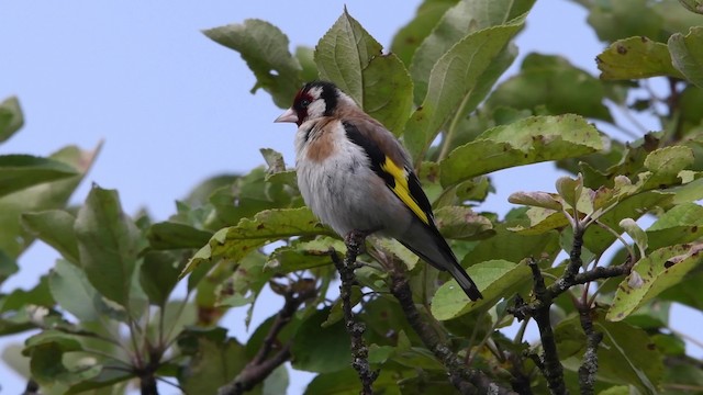 European Goldfinch (European) - ML200847281