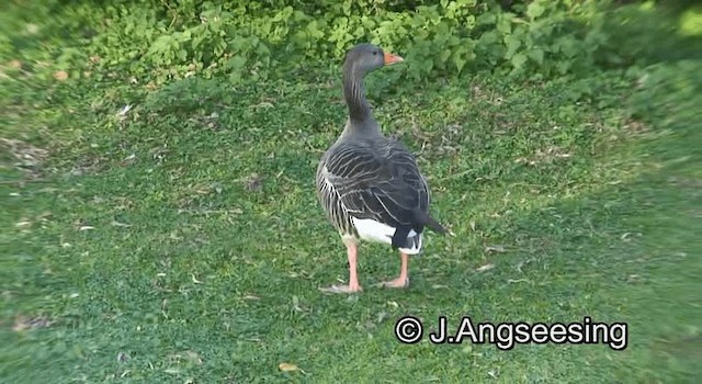 Graylag Goose (European) - ML200847601