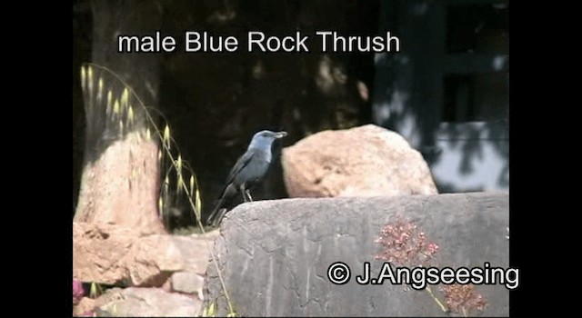 Blue Rock-Thrush (solitarius/longirostris) - ML200847651