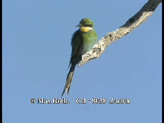 Swallow-tailed Bee-eater - ML200848051