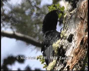 Magellanic Woodpecker - ML200848141