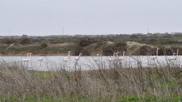 Greater Flamingo - ML200849201
