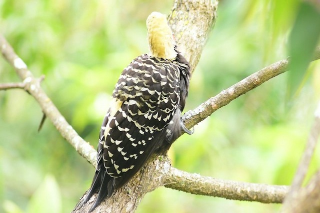Blond-crested Woodpecker - ML200849481