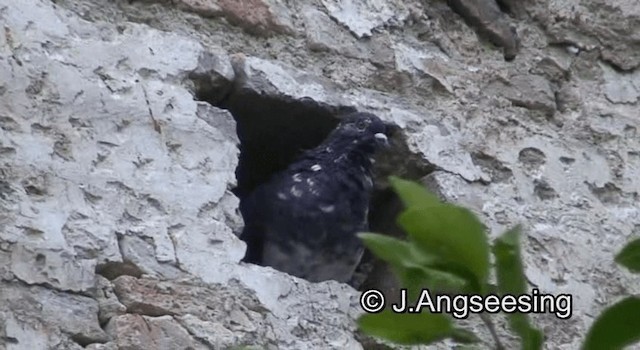 Rock Pigeon (Feral Pigeon) - ML200850101