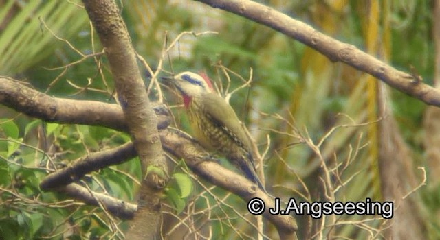 Cuban Green Woodpecker - ML200850241