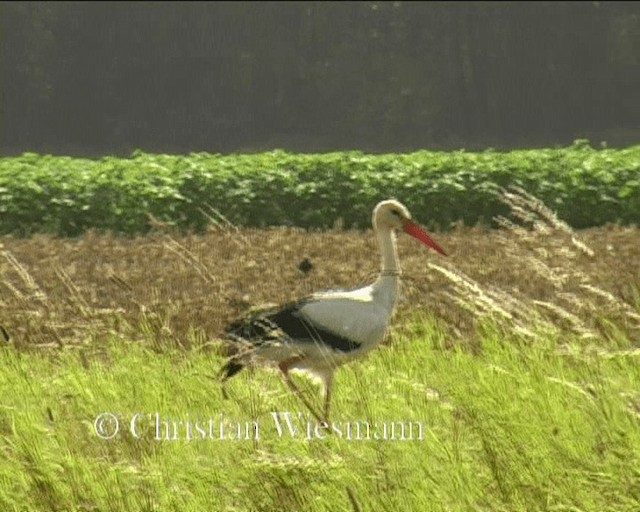 White Stork - ML200850591