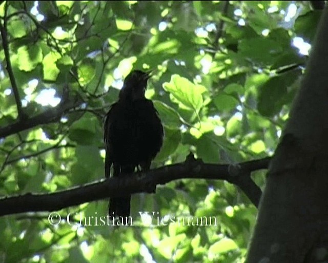 Eurasian Blackbird - ML200850791