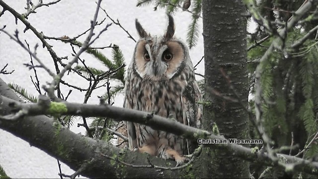 Long-eared Owl - ML200850941