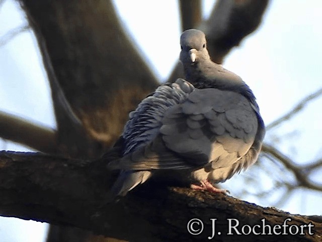 Pigeon colombin - ML200851721