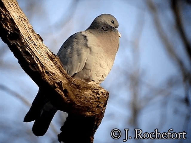 ヒメモリバト Ebird