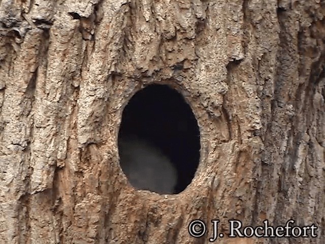 ヒメモリバト Ebird