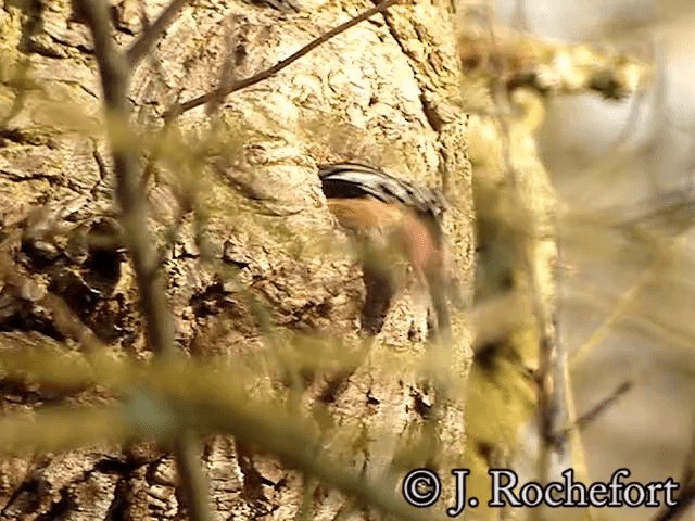 Middle Spotted Woodpecker - ML200851751