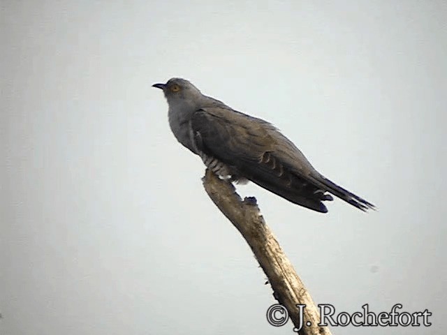 Common Cuckoo - ML200851791