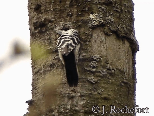 Lesser Spotted Woodpecker - ML200851881