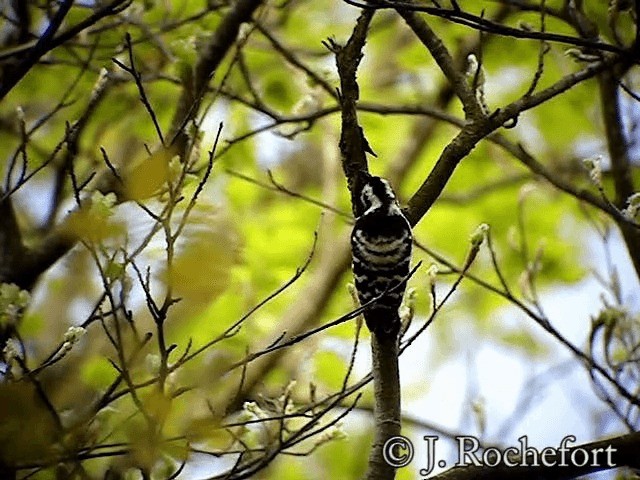 Lesser Spotted Woodpecker - ML200851891