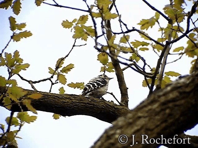 Lesser Spotted Woodpecker - ML200851901