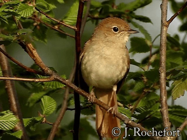 Common Nightingale (megarhynchos/africana) - ML200851961