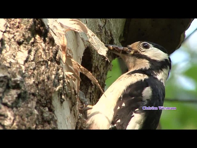 Great Spotted Woodpecker - ML200852741