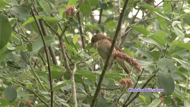 Common Reed Warbler - ML200853071