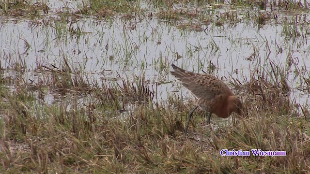 Black-tailed Godwit (islandica) - ML200853151