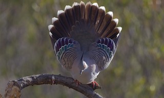 Crested Pigeon, ML20085321
