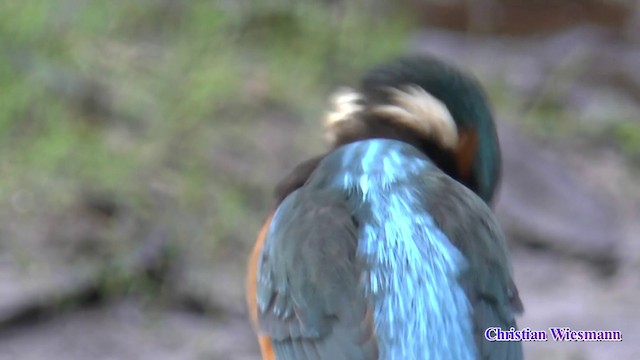 Common Kingfisher - ML200853221