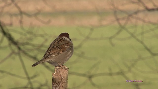 Eurasian Tree Sparrow - ML200853441