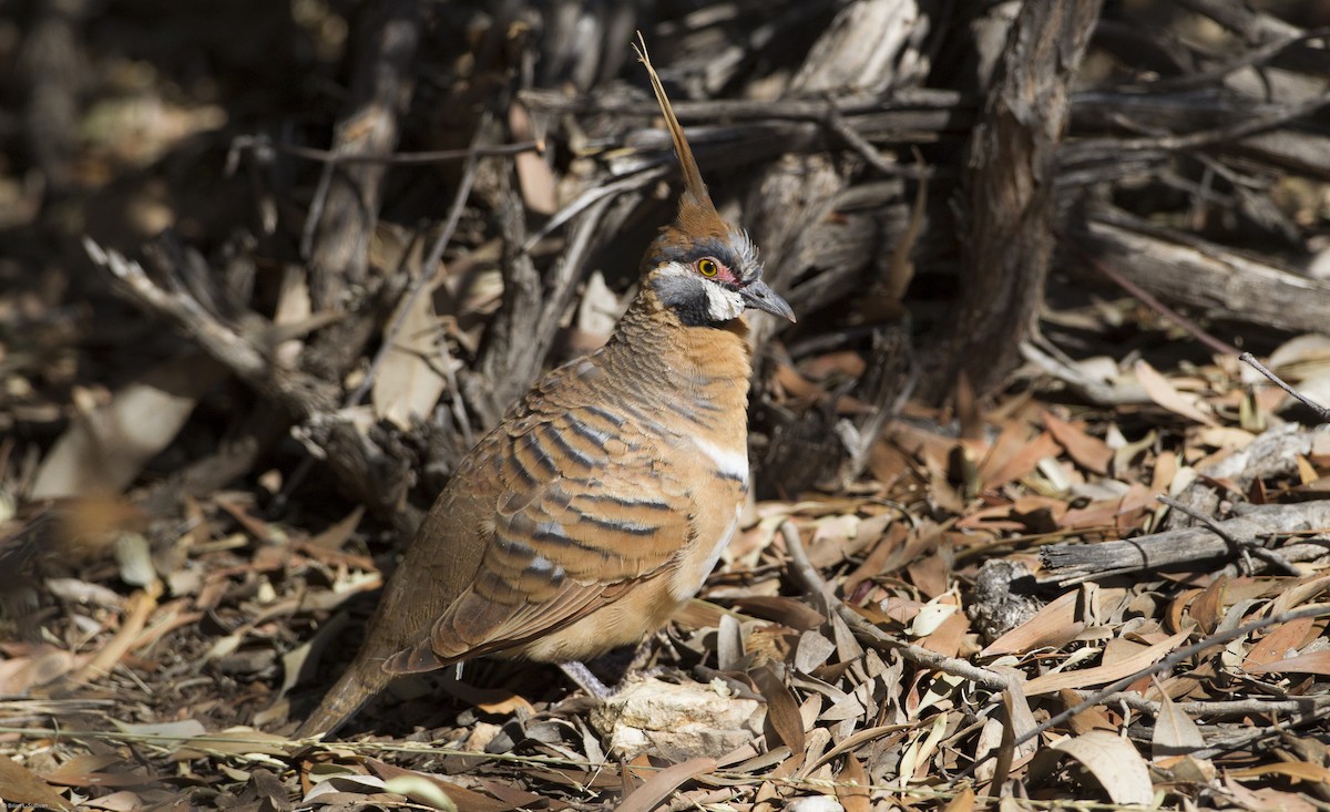 Spinifex Pigeon - ML20085351