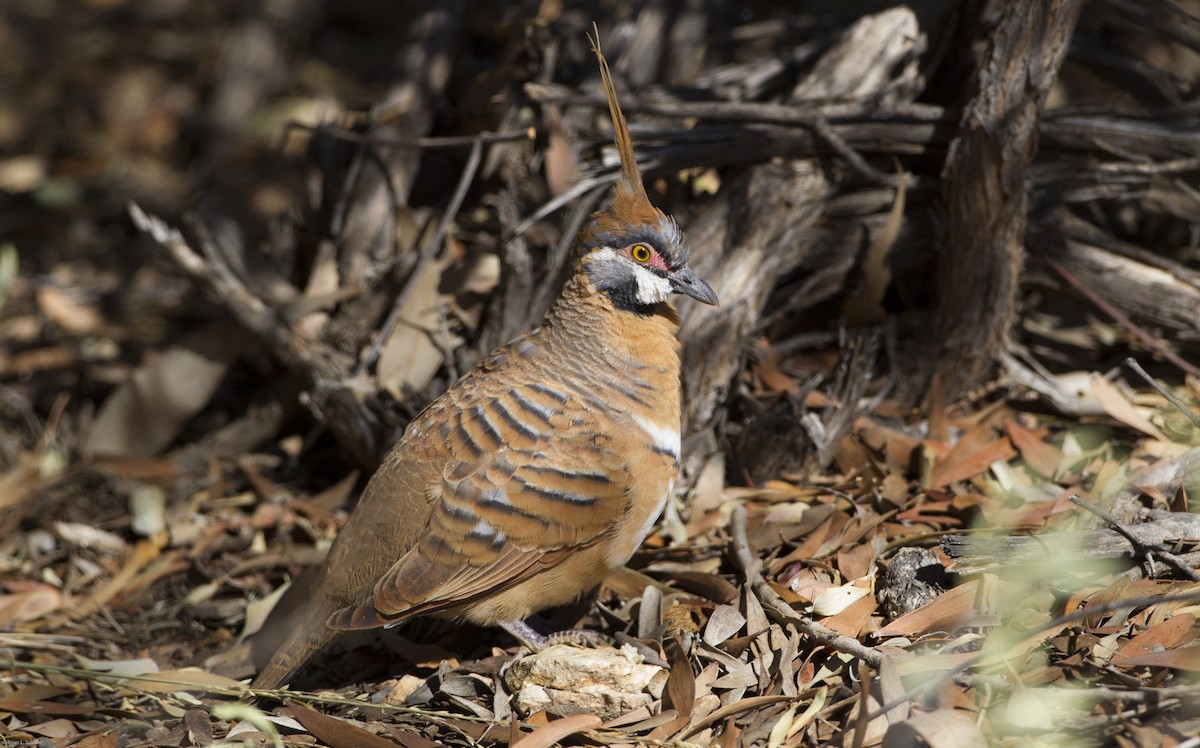 Spinifex Pigeon - ML20085361