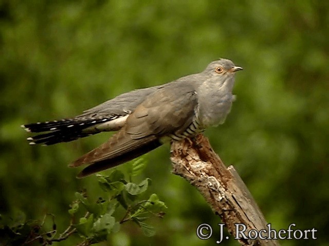 Common Cuckoo - ML200854181