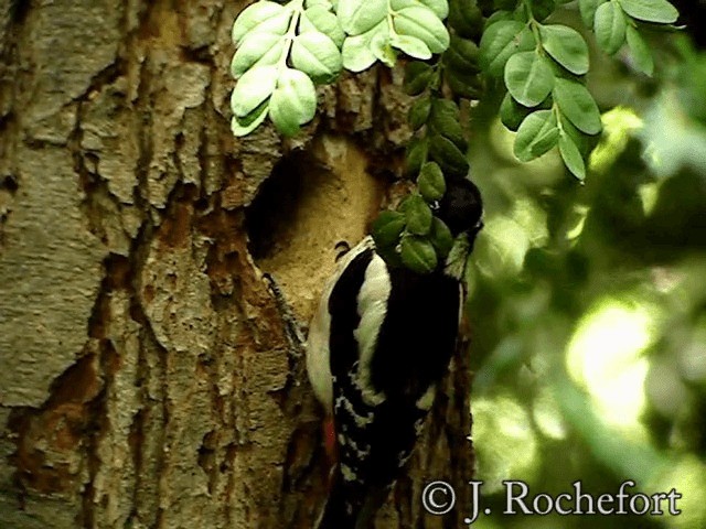 Great Spotted Woodpecker (Great Spotted) - ML200854231