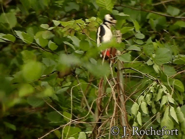 Great Spotted Woodpecker (Great Spotted) - ML200854241