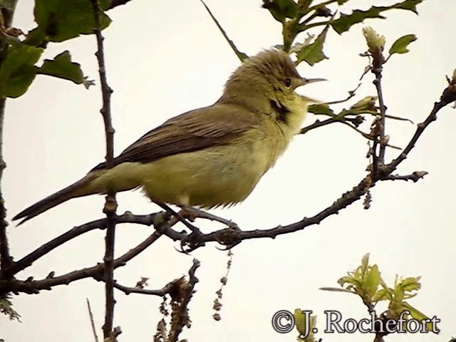 Melodious Warbler - ML200854311